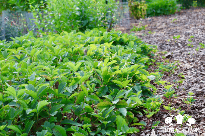 A lush groundcover planting of wild strawberry