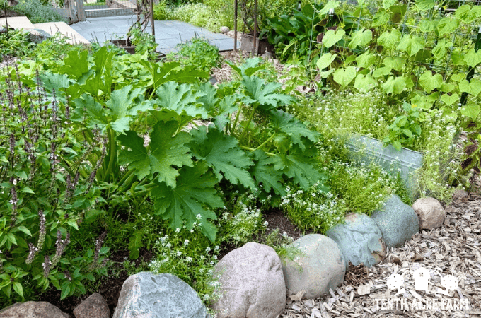 zucchini plants grow in a garden with a rock border and are surrounded by basil and sweet alyssum, which contribute to biodiversity.