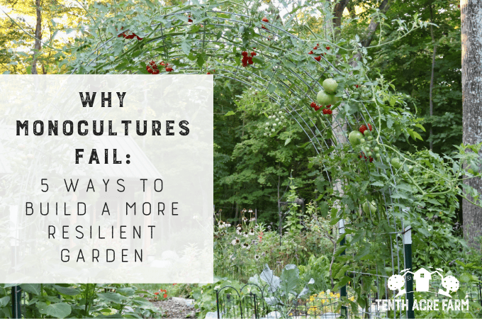 Tomato plants growing on an arched trellis above a diversity of other crops and flowers.