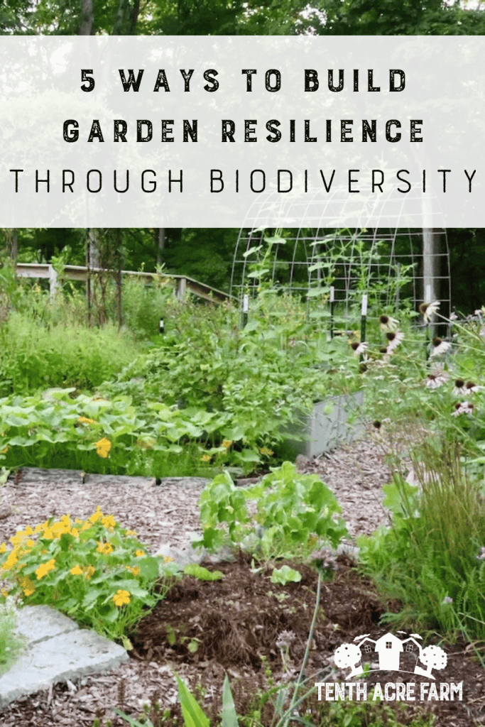 Vegetable and herb crops grow in a garden among perennials with a forest backdrop